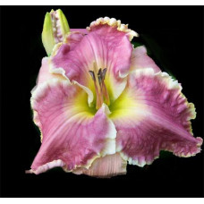 Лилейник Hannah Marie (Ханнах Мари)