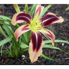 Лилейник Tusk (Таск)