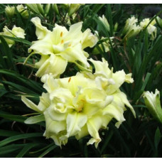 Лилейник Maymont Double (Мэймонт Дабл)