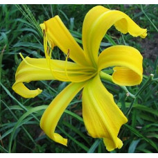 Лилейник Spider Miracle (Спайдер Миракл)