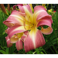 Лилейник Lilting Belle (Лилтинг Белле)