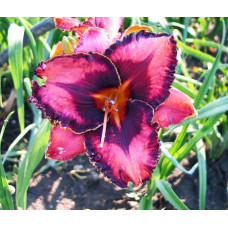 Лилейник Extravagant (Экстравагант)