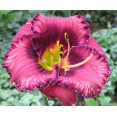 Лилейник Forgotten Dreams (Фоготен Дримс)