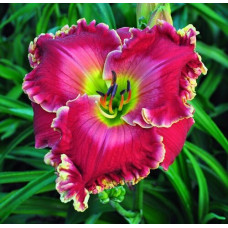 Лилейник Watermelon Red (Вотермелон Ред)