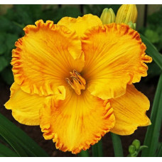 Лилейник Orange Nassau (Орандж Нассау)