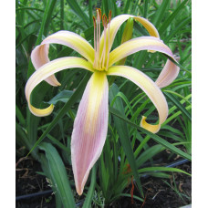 Лилейник String-Bikini (Стринг-Викини)