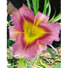 Лилейник Schoeppinger Anfang (Шопингер Анфанг)