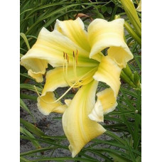 Лилейник Flight of Angels (Флайт оф Энджелс)