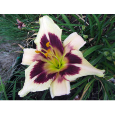 Лилейник Moonlight Masquerade (Мунлайт Маскарад)