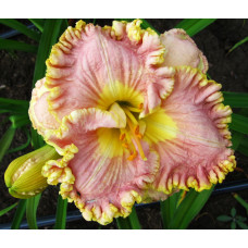 Лилейник Darla Anita (Дарла Анита)