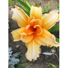 Лилейник Double Entendre (Дабл Энтендр)