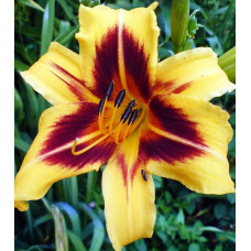 Лилейник Bonanza (Бонанза)