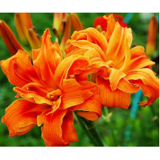 Лилейник Apricot Beauty (Эприкот Бьюти)