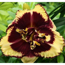 Лилейник Tiger Blood (Тайгер Блуд)