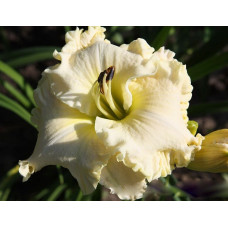 Лилейник Alpine Ruffles (Алпайн Раффлс)