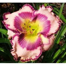 Лилейник Gypsy Soul (Джипси Соул)