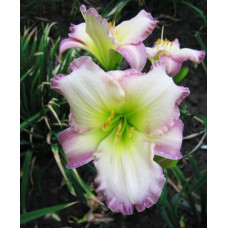 Лилейник Seаl of Approval (Сеал оф Эпровал)