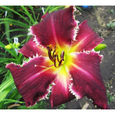 Лилейник Jim Weissenberg (Джим Вайсенберг)