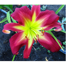 Лилейник Coral Eye Shadow (Корал Ай Шедоу)