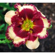 Лилейник Raspberry Stitching (Распберри Стичинг)