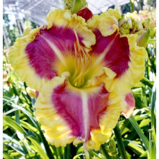 Лилейник Sweet cotton candy (Свит коттон кенди)