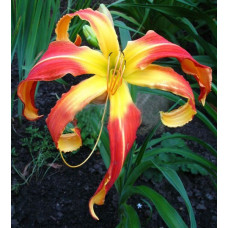 Лилейник Long Tall Sally Trimmer (Лонг Тол Сэлли Тример)