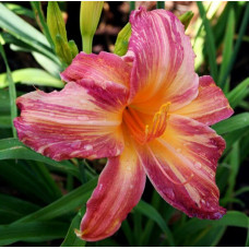 Лилейник Pink Stripes (Пинк Страйпс)