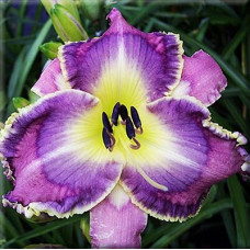 Лилейник Asian Fairy Bluebird (Азиан Фэйри Блюбёрд)