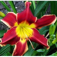 Лилейник Betty Winkler (Бэтти Винкл)