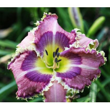 Лилейник Blue Eyed Dragon (Блю Айд Дрэгон)