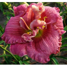 Лилейник Over the Top (Овер Зе Топ)