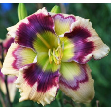 Лилейник Printmaker (Принтмакер)