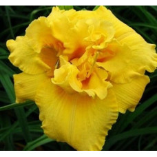 Лилейник Egg Yolk (Эгг Йолк)