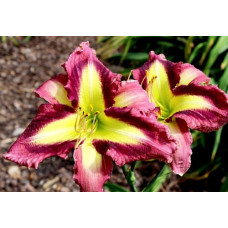 Лилейник Pirates Smile (Пират Смайл)