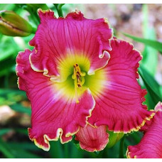 Лилейник Cerise Beauty (Керисе Бьюти)