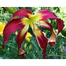 Лилейник Fitzasaurus (Фитзасаурус)