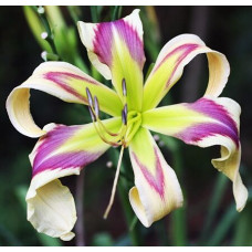 Лилейник Flying Blue Dragon (флаинг Блю Дрэгон)