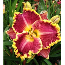 Лилейник Daria (Дария)