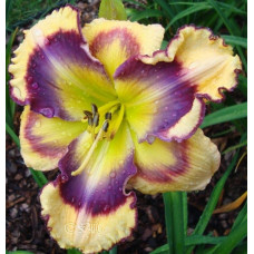 Лилейник Kiss of Paradise (Кис оф Парадайз)