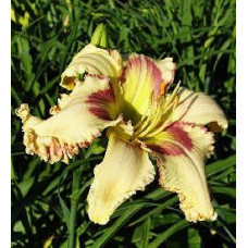 Лилейник Michigan Nikki (Мичиган Ники)