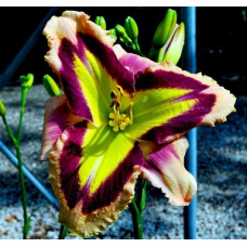 Лилейник Pikes Peak (Пайкс Пик)