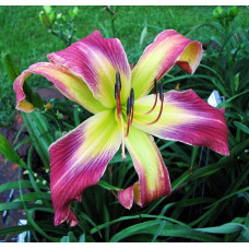 Лилейник Pursuit of Happiness (Пасьют оф Хэппинес)