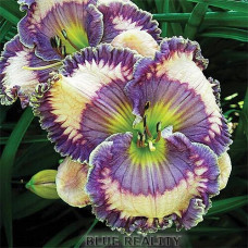 Лилейник Blue Reality (Блу Реалити)