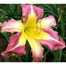 Лилейник Star Of Fantasy (Стар оф Фэнтези)