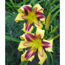 Лилейник Tammy Faye Eyes (Тамми Фае Айс)