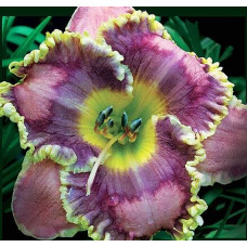 Лилейник Antigua Isle (Антигуа Айсл)