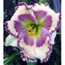 Лилейник Angels of Heaven (Энджелс оф Хэвн)