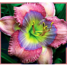 Лилейник Blue Pearl (Блю Перл)