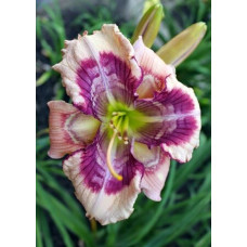 Лилейник Whale Tails (Вейл Тейлс)