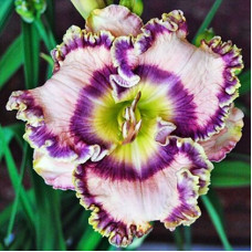 Лилейник Greay Blue Heron (Грэй Блю Херон)